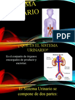 Renal U1a1 Clase 2D Sistema Urinario 6 Julio 2020 Clase Corregida