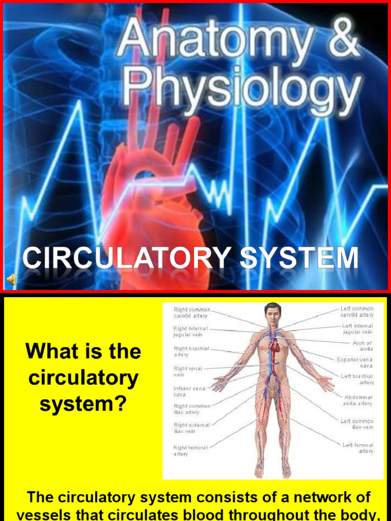 170 Anatomy Circulatory System | PDF | Heart Valve | Atrium (Heart)