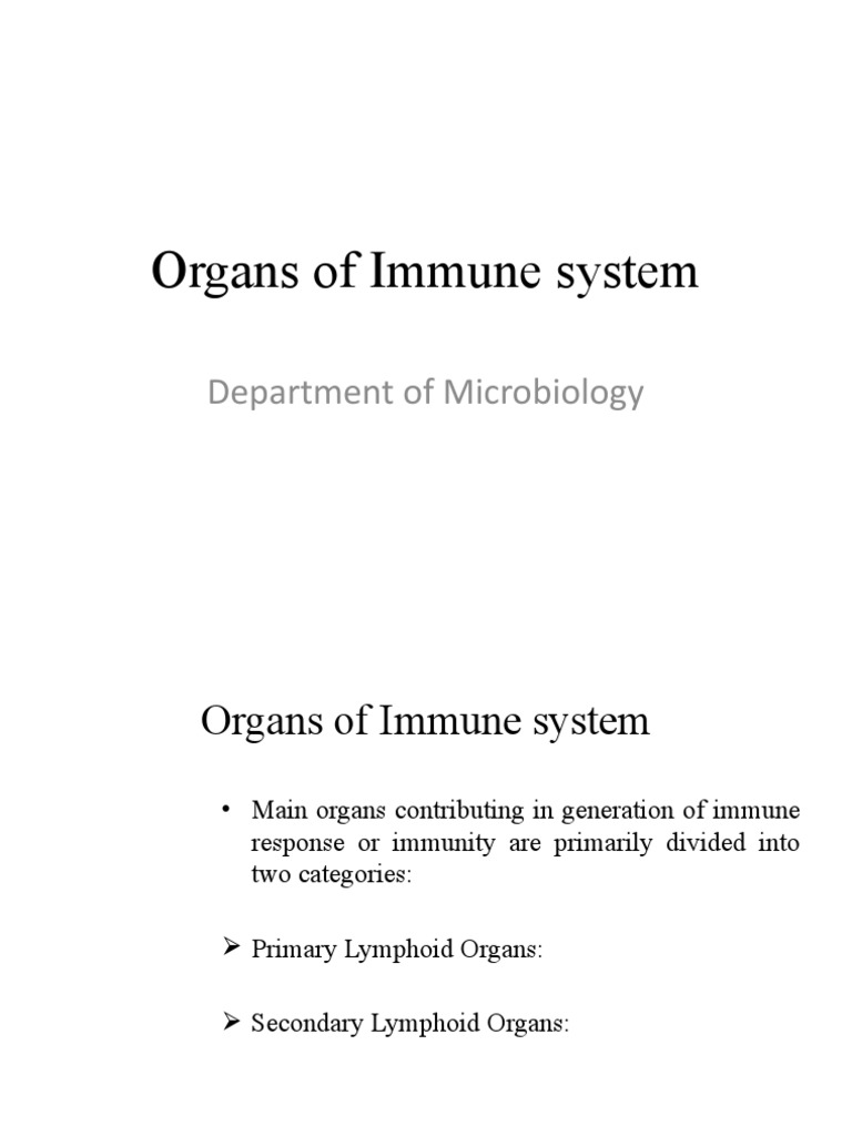 Immune System Organs Overview | PDF | Lymph Node | Lymphatic System