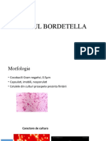 Curs Bordetella 2020