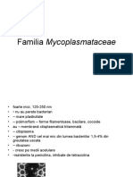 curs Mycoplasmataceae
