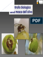 Mosca Dell'Olivo