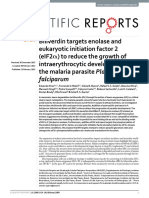 Biliverdin targets enolase and eukaryotic initiation factor 2 (eIF2 α) to reduce the growth of intraerythrocytic development of the malaria parasite Plasmodium