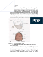 Anatomi Vesica Urinaria