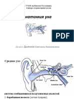 Aнатомия физиология уха - 0