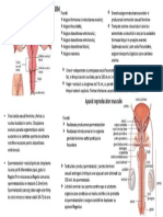 aparatul reproducator