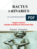 Anatomi Tractus Urogenitalia