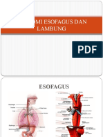 Anatomi Lambung Dan Esofagus