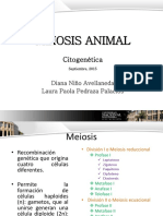 Meiosis Animal