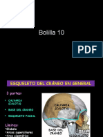 Bolilla 10