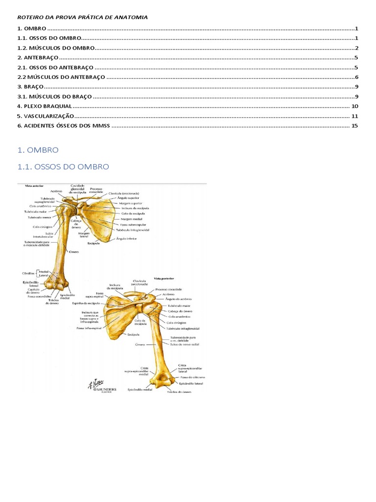 Prova Prática De Anatomia Membro Superior Pdf Braço Membros