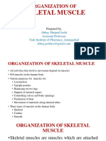 Skeletal Muscle: Organization of
