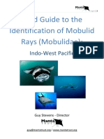 Field Guide To The Identification of Mobulid Rays (Mobulidae)