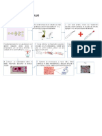 Diagrama de Flujo Mitosis