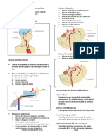 Vascularización del Sistema Nervioso Central