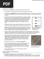 Unicelular – Wikipédia, a enciclopédia livre