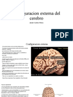 Configuracion Externa Del Cerebro