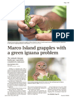 Marco Island Grapples With Invasive Green Iguanas As They Impact Structures, Wildlife - Naples Daily News 20210418 - A05