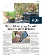 Marco Island Grapples With Invasive Green Iguanas As They Impact Structures Wildlife - Marco Eagle 20210420 - A08