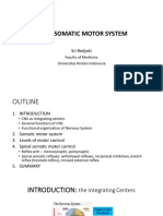 SPINAL MOTOR SYSTEM (1)