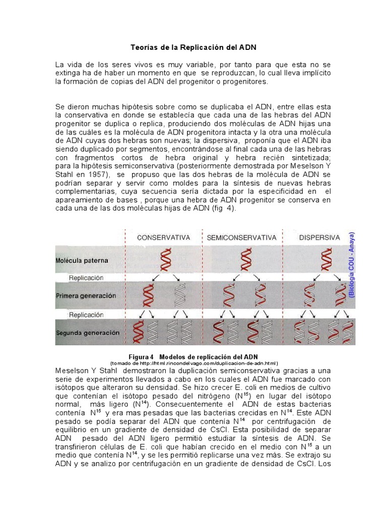 Teorías sobre la Replicación del ADN | PDF | Replicación De Adn | Adn
