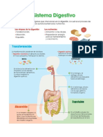 Transformacion Del Alimento