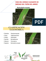 Pyricularia Oryzae