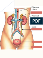Anatomia e Saúde Da Mulher (1)