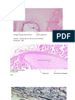 Jaringan Tulang Rawan Fibrous Nukleus Pulposus Sediaan: Synchondrosis /discus Intervertebralis Pewarnaan: HE