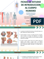 Fichas de Estudio Anatomia