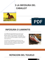 Laminitis o Infosura