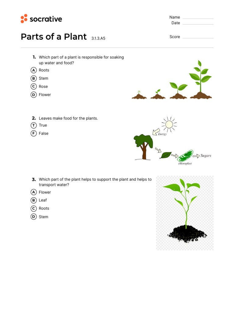 Quiz Parts of A Plant | PDF