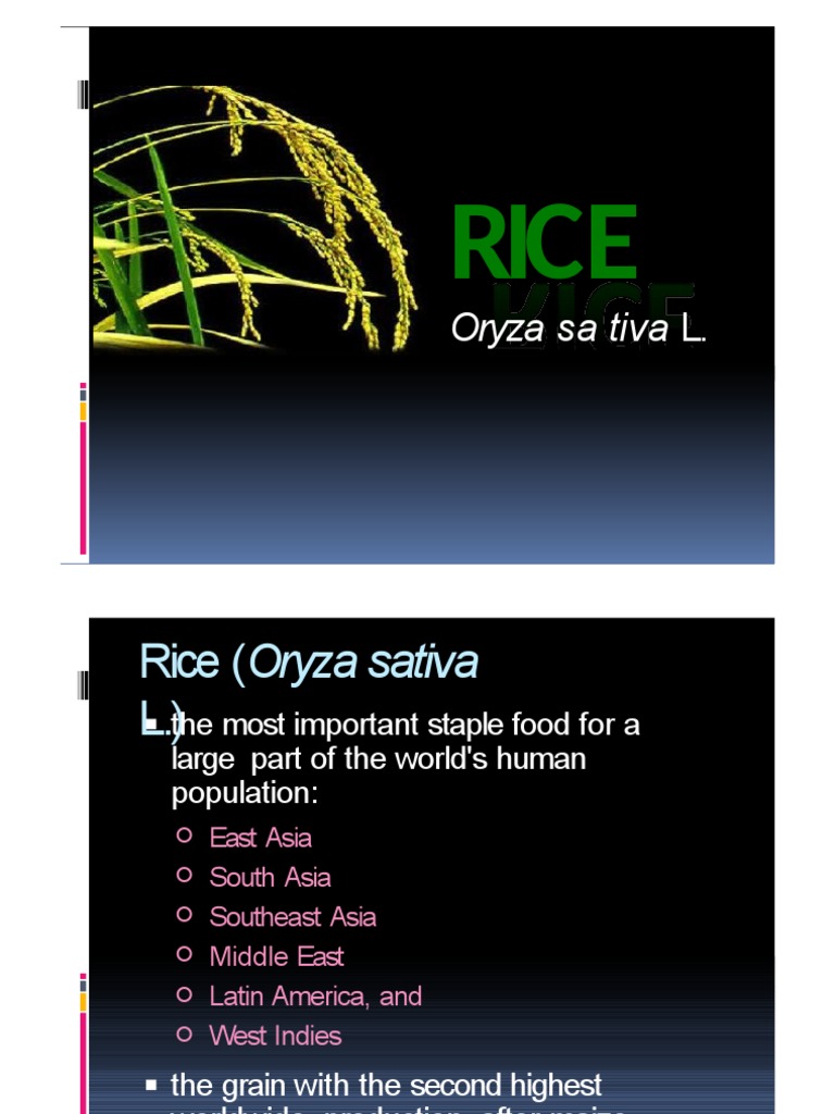 Morphology and Origin of Rice | PDF | Rice | Leaf