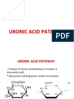 12 Uronic Acid Pathway