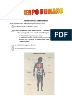 Organización Del Cuerpo Humano