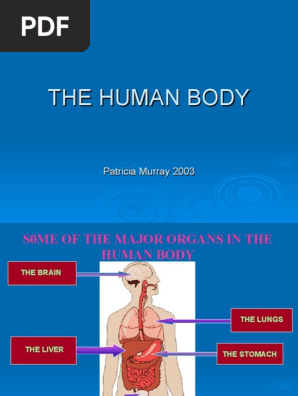 human-body