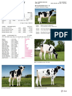 Dairy Bull - 551HO03701 - MR Frazzled Aristocrat-ET