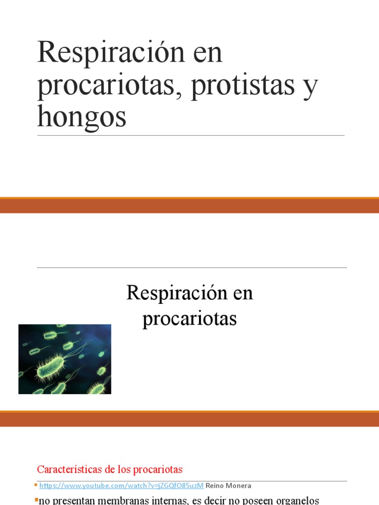 Respiración en Procariotas, Protistas y Hongos | PDF | Respiración celular  | Las bacterias