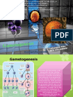 Gametogenesi S: Luisang Ela Piña HPS-132 - 00085V