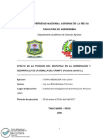 Efecto de la posición del micrópilo en la germinación y desarrollo de la semilla de caimito