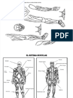 docdownloader.com-pdf-el-sistema-muscular-el-sistema-muscular-dd_c57a97fb222b1e45974a12ab8f4081d7