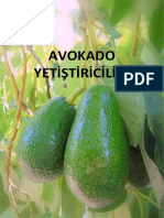 Avokado Yetistiriciligi