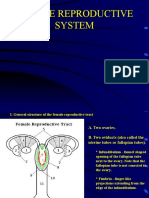 Female Reproductive System