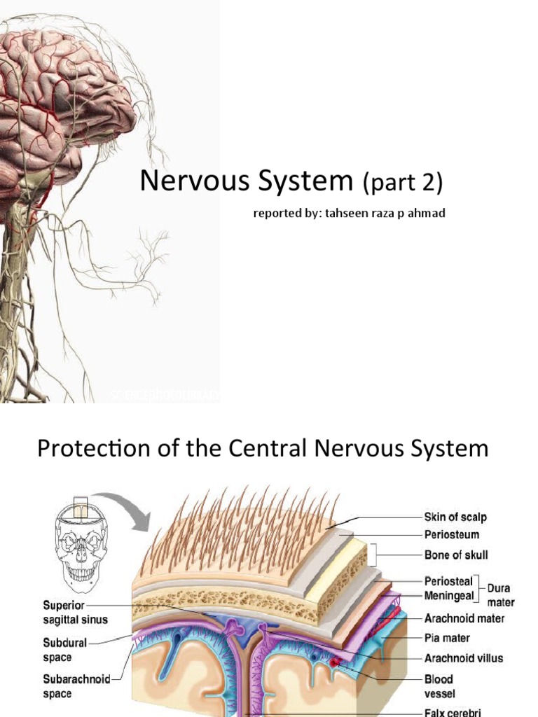 Nervous System: (Part 2) | PDF | Autonomic Nervous System | Motor Neuron