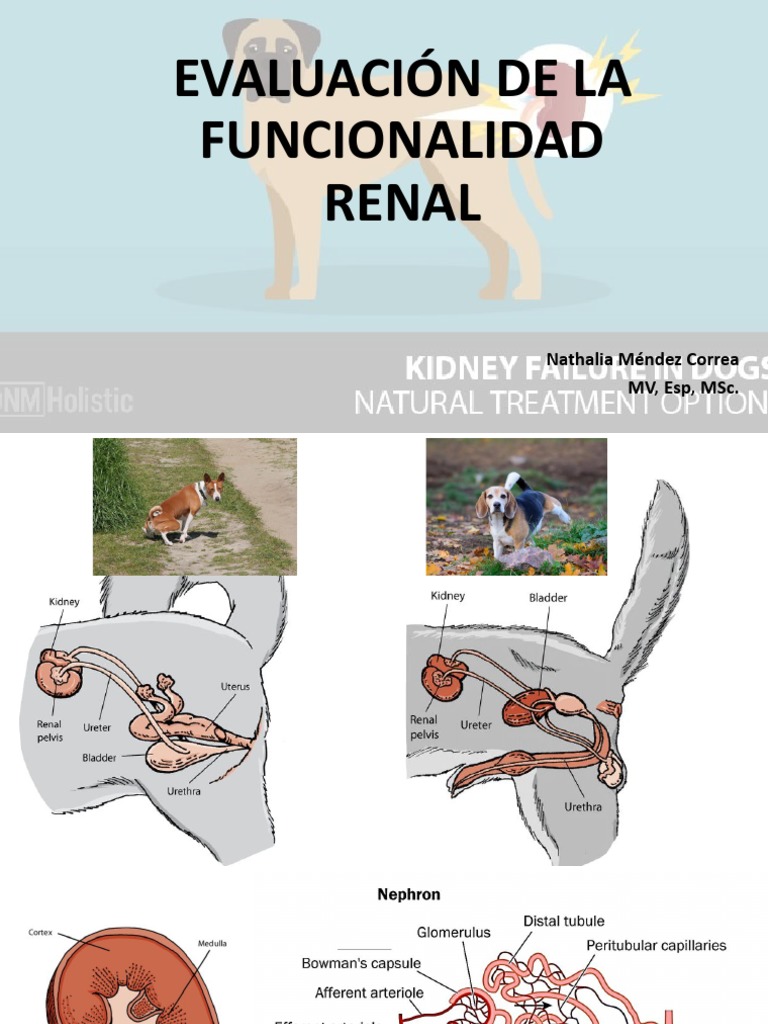 Evaluación del Sistema Urinario en Animales | PDF | Riñón | Enfermedad ...