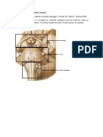 Anatomía Externa Del Tallo Cerebral