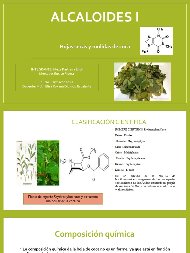 Alcaloides I Hoja Seca de Coca PDF Alcaloide Cocaína
