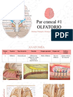 Pares Craneales, Olfatorio