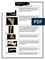 Anatomia Huesos..