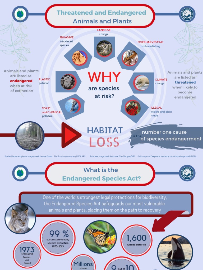 Understanding Threatened Species and Conservation | PDF | Endangered ...